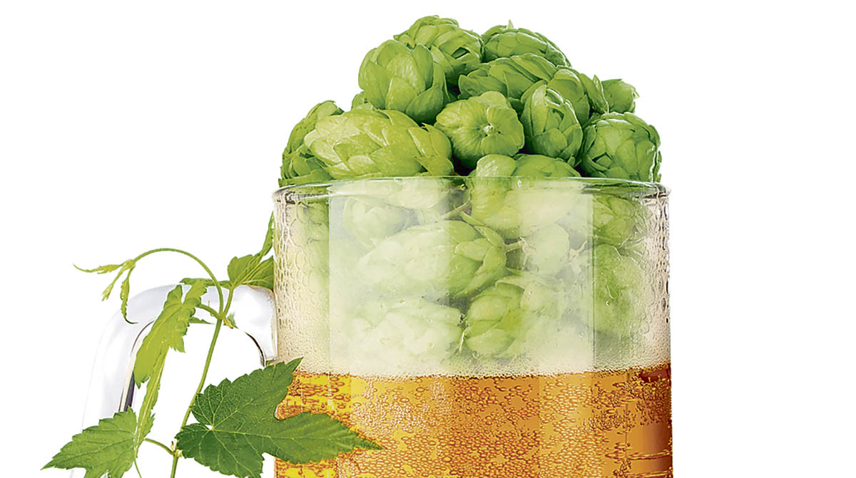 Hops, the grape variety of beer - Brasserie 3F